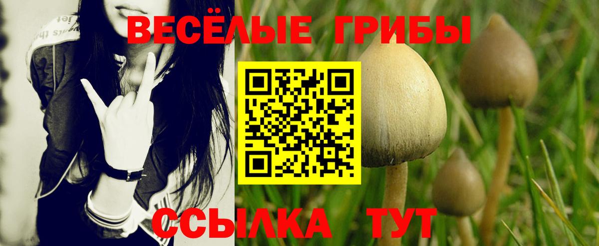 Псилоцибиновые грибы Psilocybe Севастополь